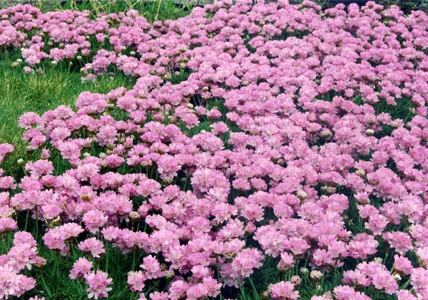 Armeria juniperifolia